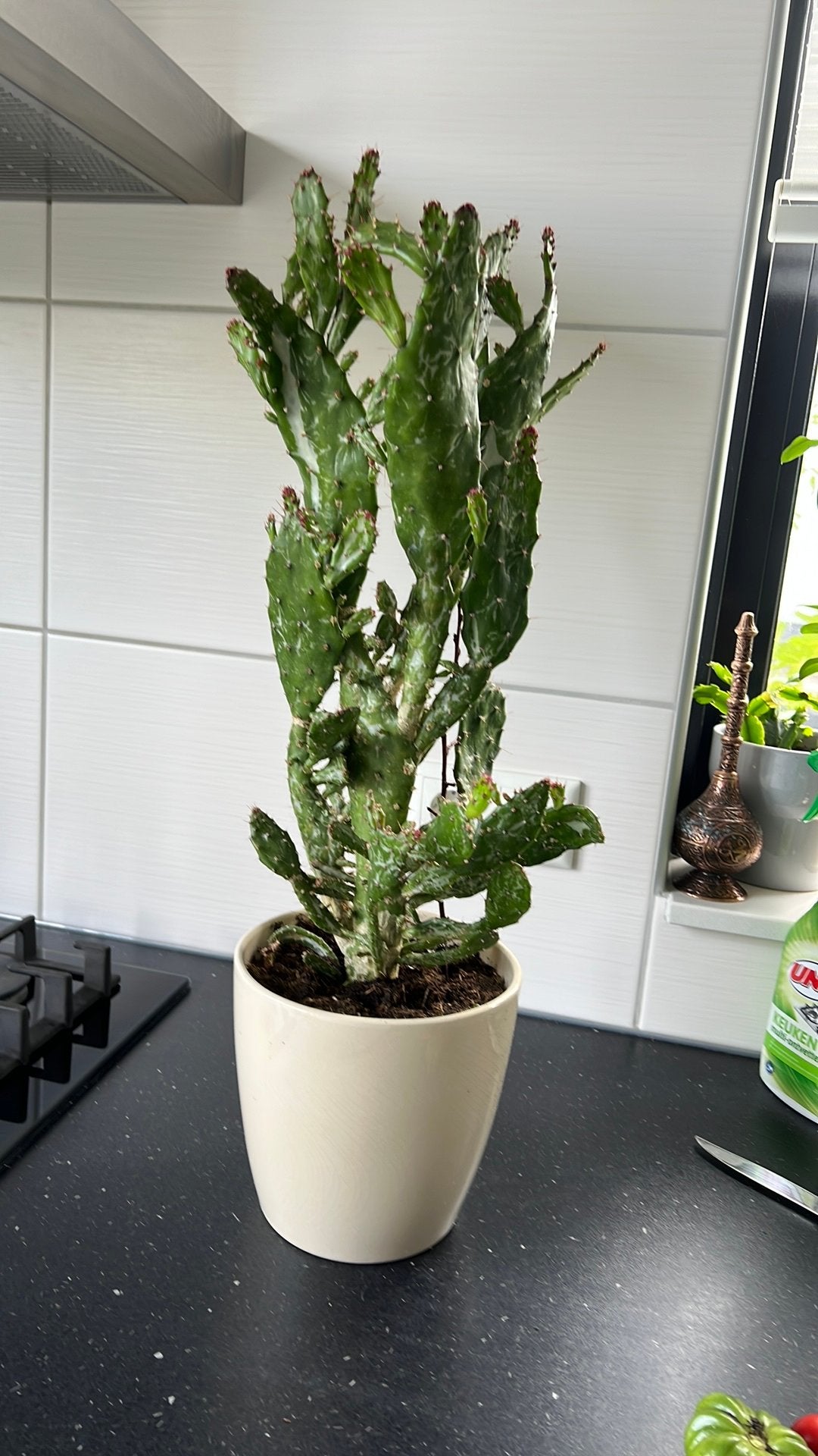 Cactus plant met pot €15, Huis en Inrichting, Ophalen, Cactus, Volle zon, Minder dan 100 cm