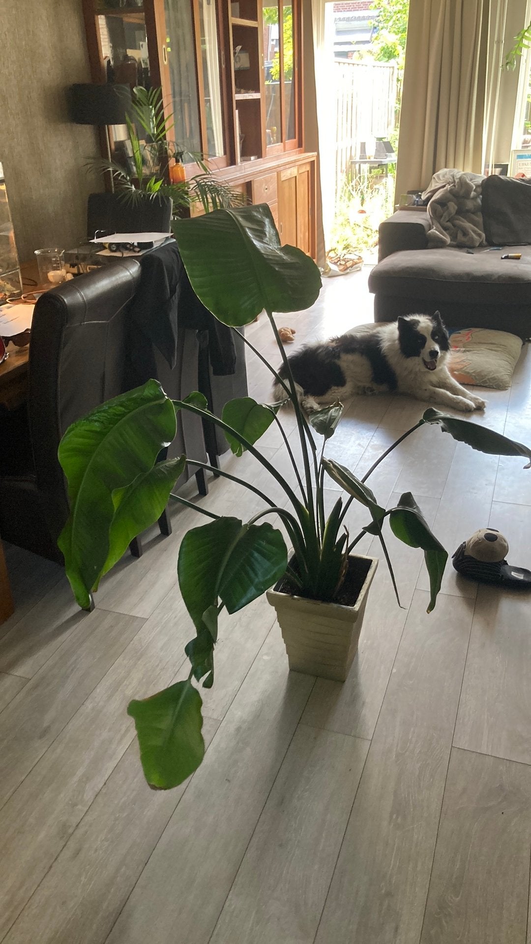 Strelitzia nicolai, Ophalen, Halfschaduw, 200 cm of meer