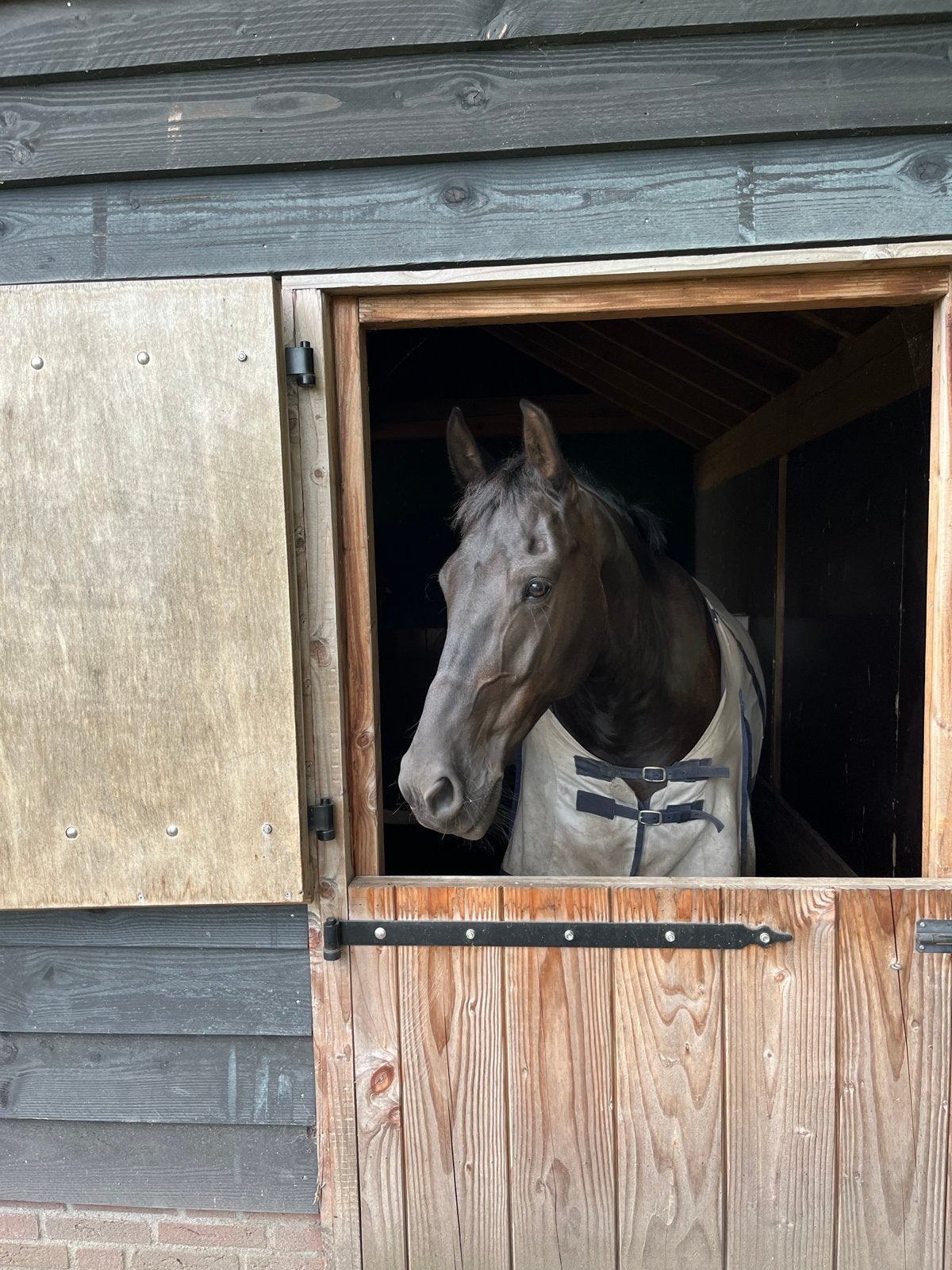 Lieve 11 jarige ruin te koop gereserveerd, Minder dan 160 cm, Ruin, 11 jaar of ouder, Recreatiepaard