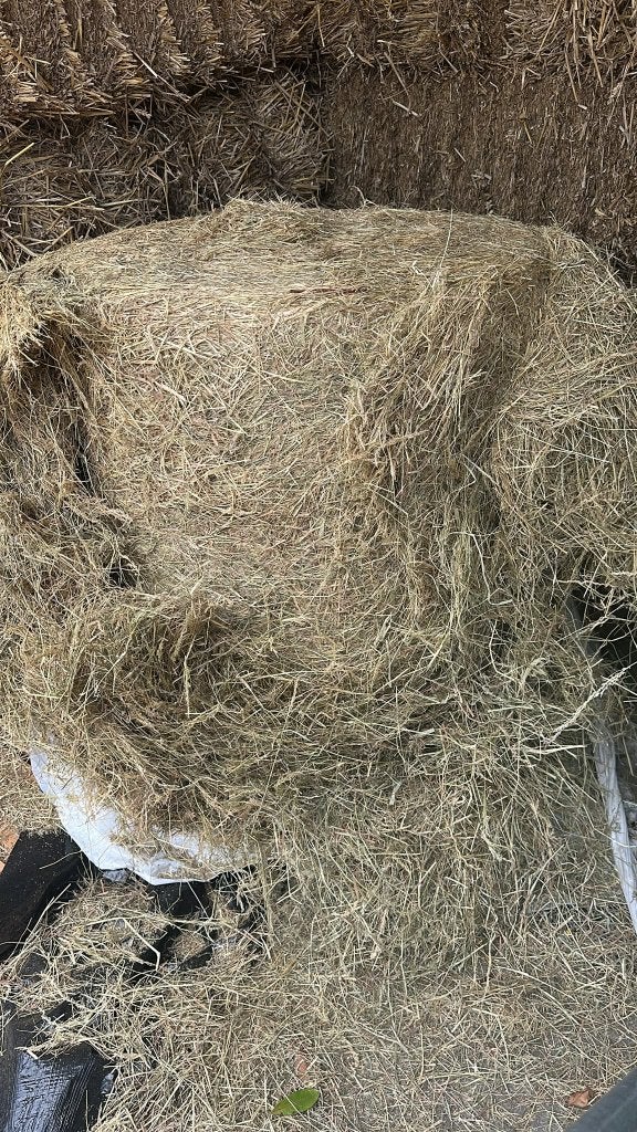 Midi balen, Dieren en Toebehoren, Dierenvoeding, Ophalen, Vee