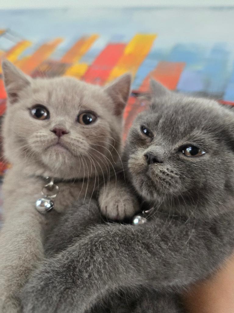 Britsekorthaar kittens vanaf 500 !!met paspoort op op !!!, Meerdere dieren, Ontwormd