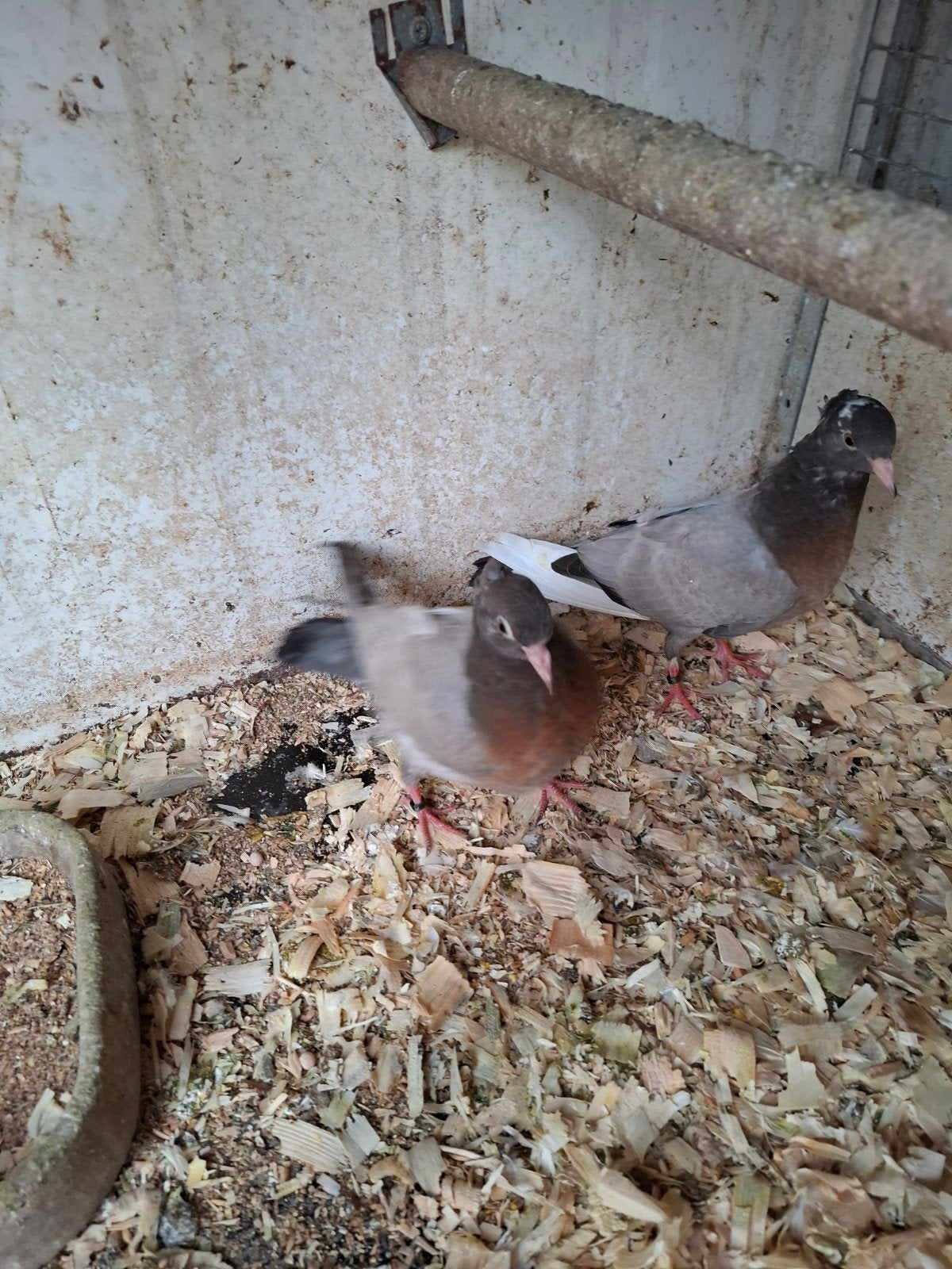 Jonge vinkduiven, Dieren en Toebehoren