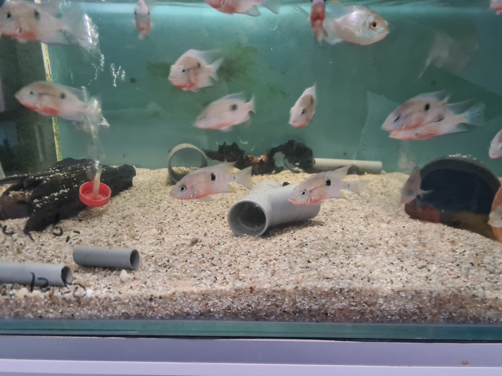 Vuurkeelcichliden, Thorichthys Meeki cichliden, Dieren en Toebehoren, Vis, Zoetwatervis