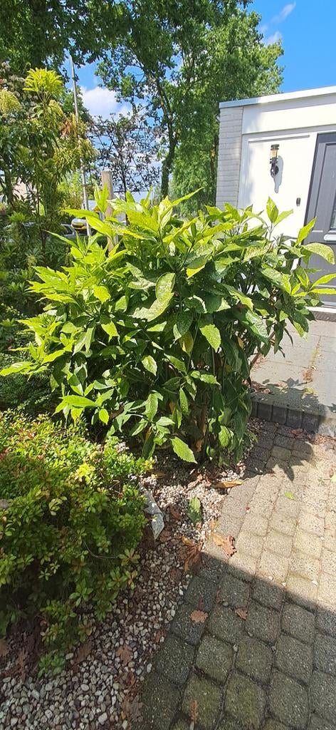 Diverse Tuinplanten: Groen voor Elke Hoek, Tuin en Terras, Planten | Tuinplanten, Overige soorten, Halfschaduw, Ophalen of Verzenden
