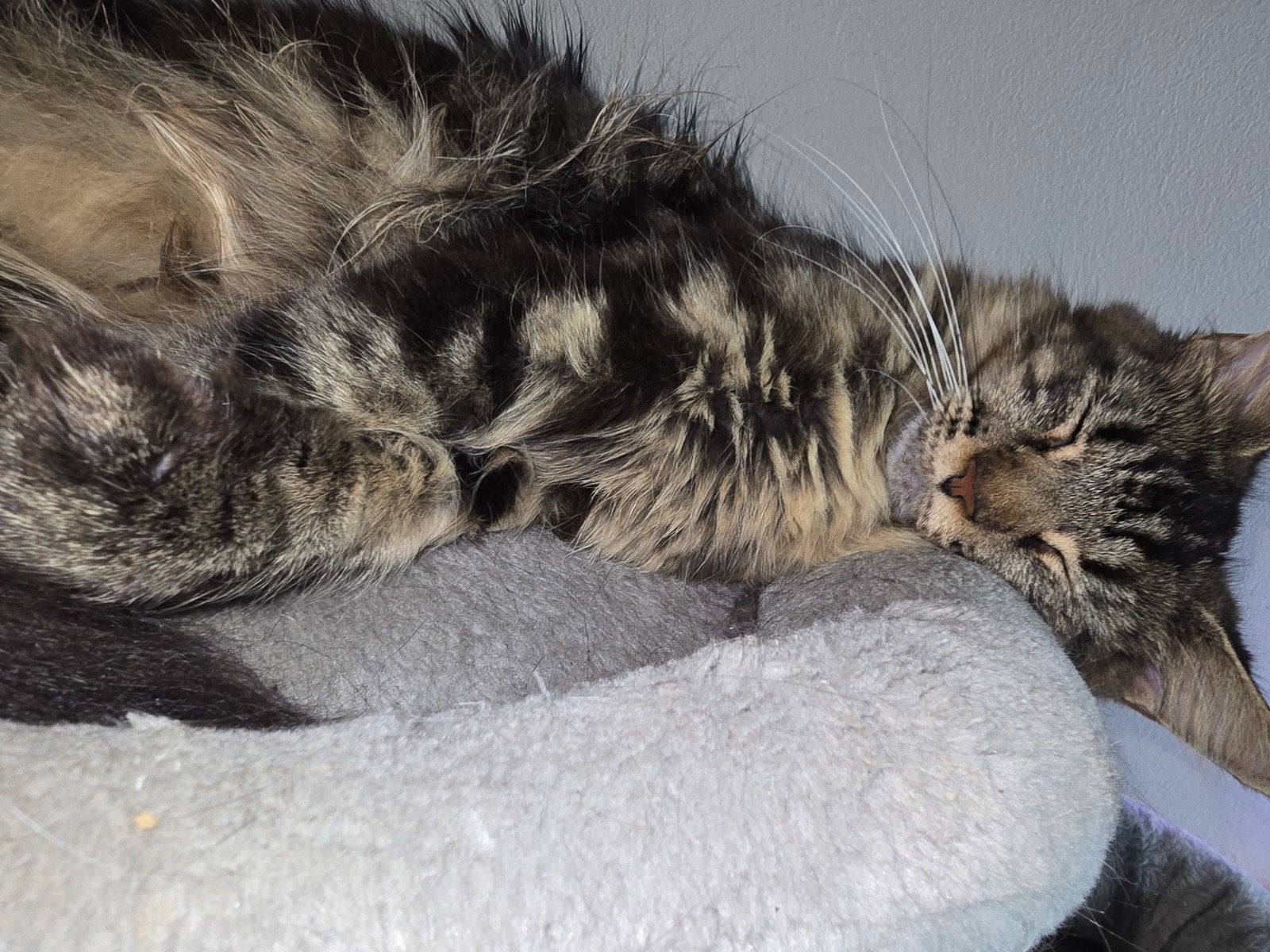maine coon poes met stamboom, Poes, Met stamboom, 0 tot 2 jaar