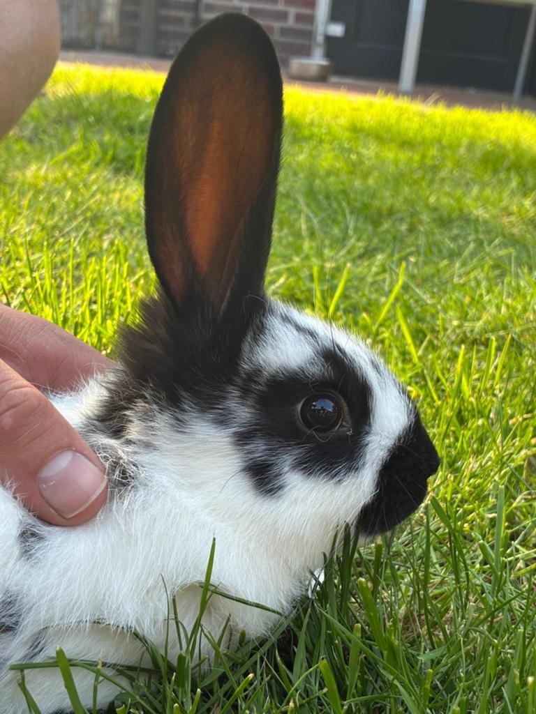 Jonge konijnen (California x Lotharinger), Dieren en Toebehoren, Meerdere dieren