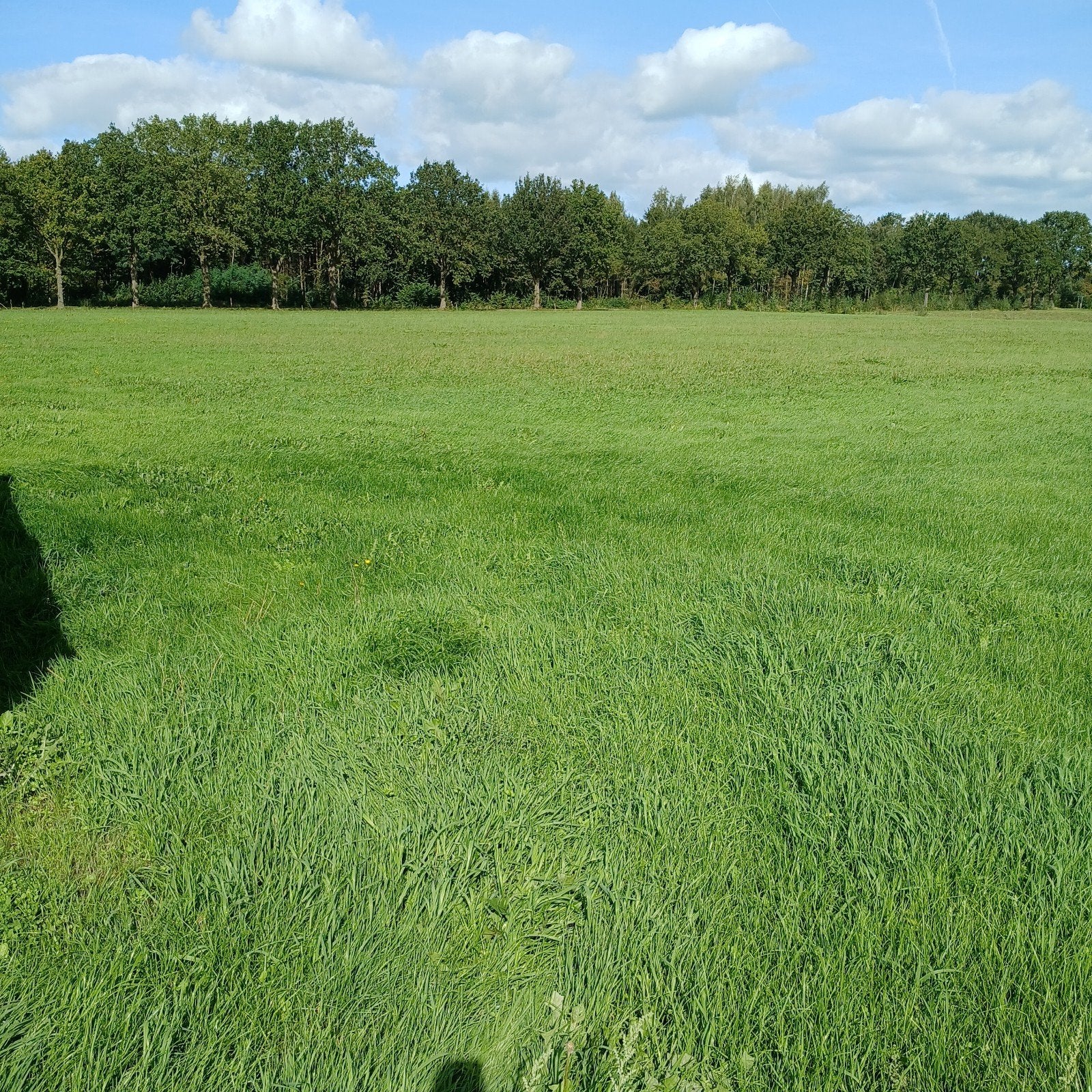 te koop gras op stam, Dieren en Toebehoren, Ophalen, Vee