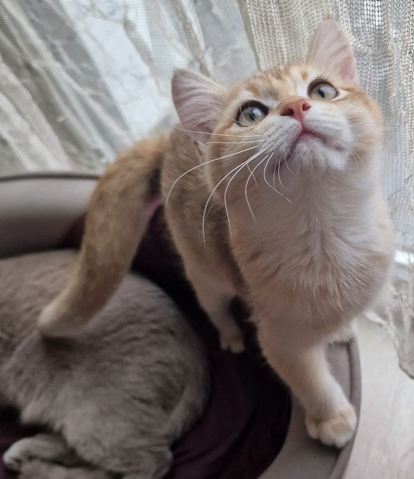 Britse Korthaar | Kitten | Prachtige black golden shaded, Dieren en Toebehoren, Kater, Ontwormd, 0 tot 2 jaar