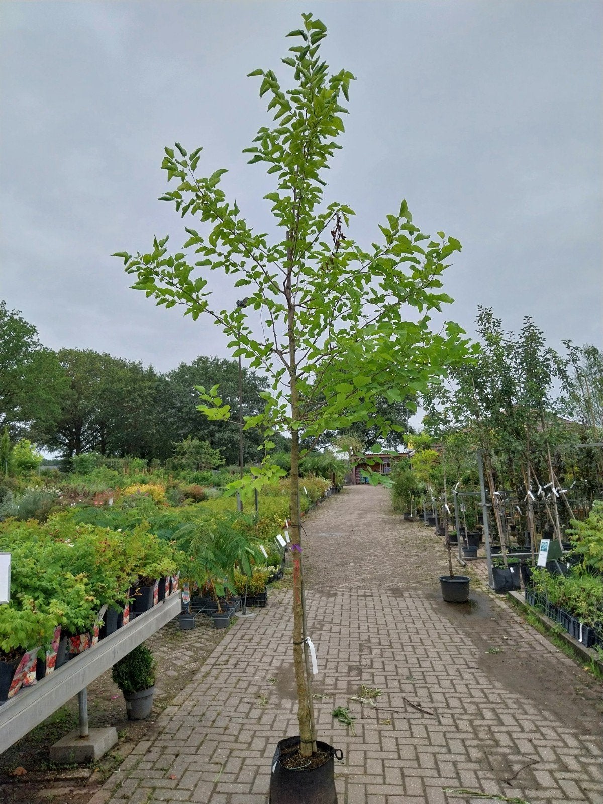 Morus Alba (Witte Moerbei) Boom - Diverse Hoogtes, Tuin en Terras, Overige soorten, Lente, 250 tot 400 cm, Ophalen