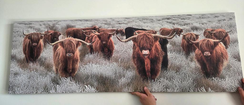 Schilderij Schotse Hooglanders - Canvas, Ophalen of Verzenden, Zo goed als nieuw, Schilderij, 100 tot 125 cm