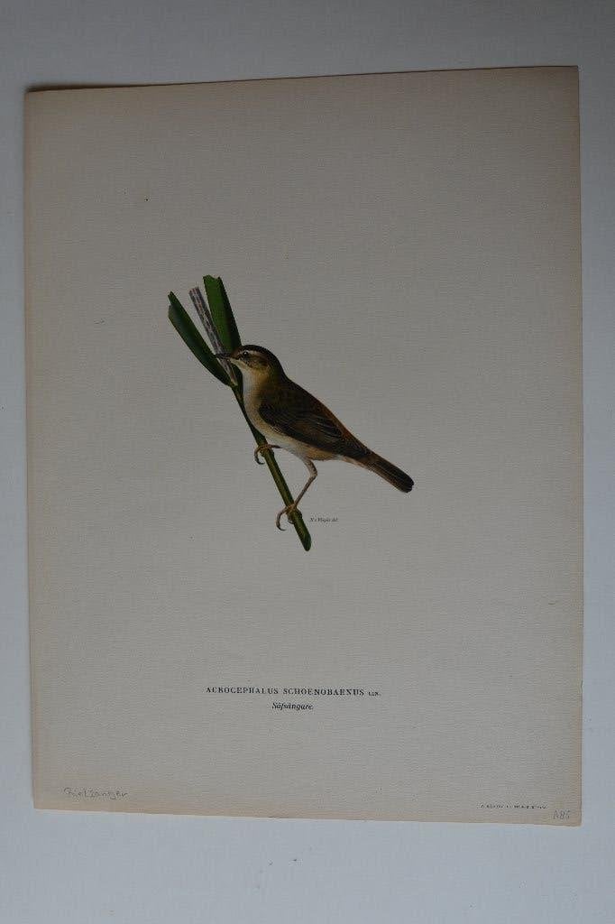 RIETZANGER ORIGINELE VOGEL LITHO ACROCEPHALUS SCHOENOB.VI3., Antiek en Kunst, Kunst | Etsen en Gravures, Origineel, Ophalen of Verzenden