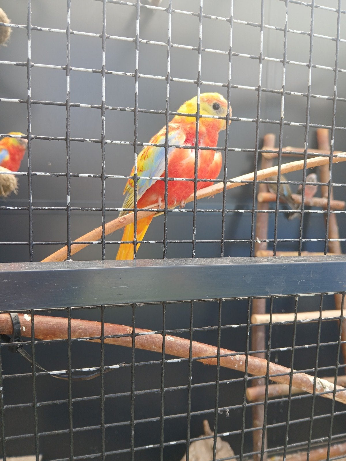 bourkes en turquoisines, Meerdere dieren, Parkiet