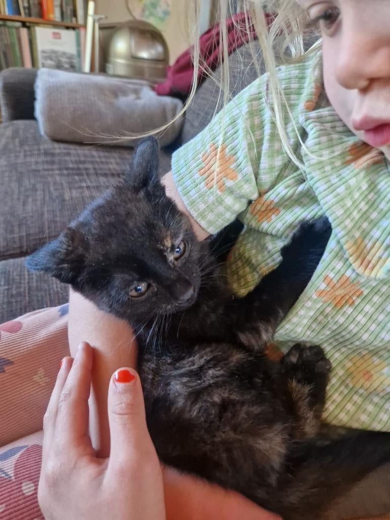 !!!!! Gereserveerd!!!!!!Super lieve kittens, Poes