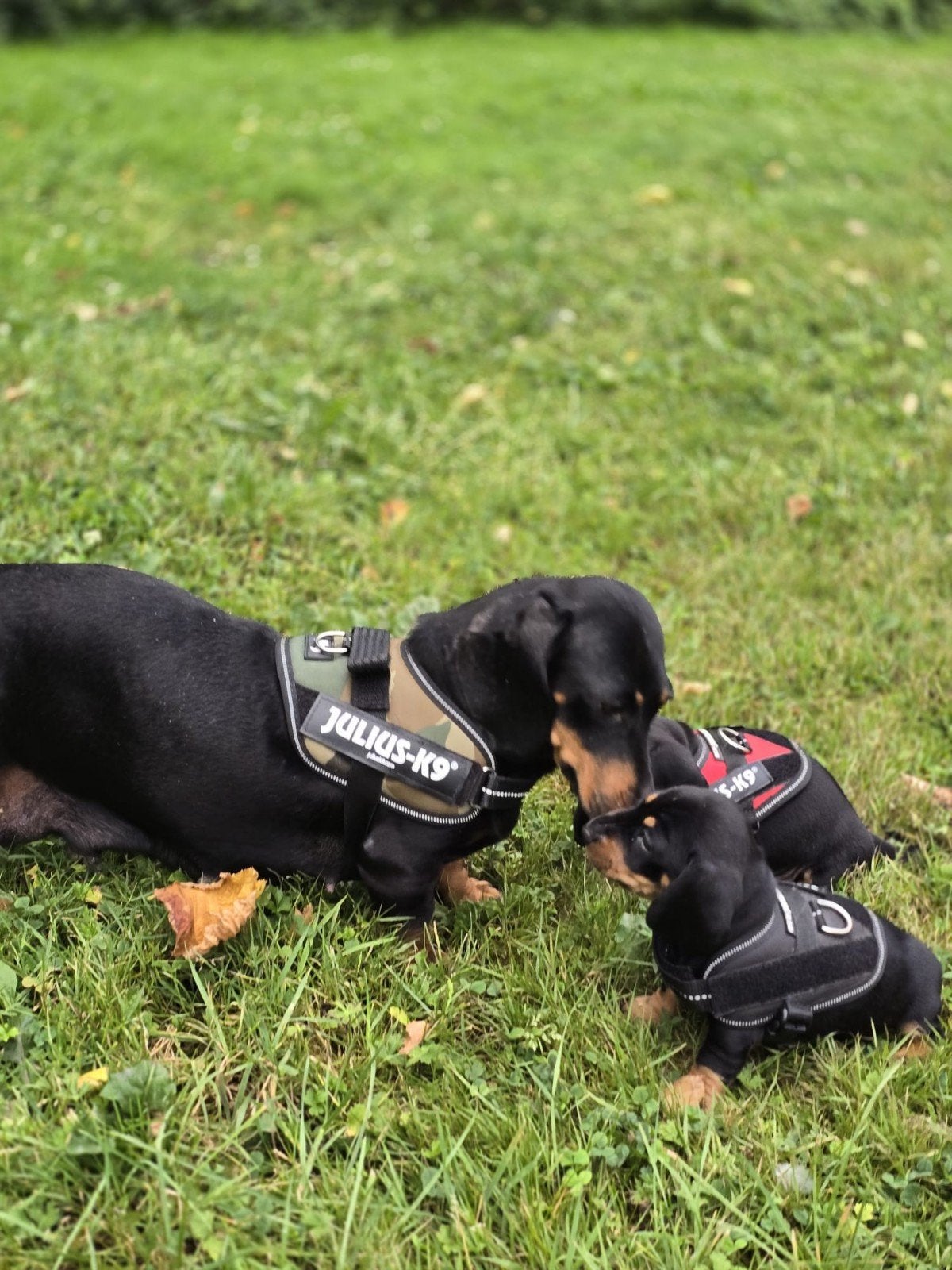 Prachtige Teckel pups Kaninchen x dwergteckel, Parvo, 8 tot 15 weken, Korthaar, Dwerg