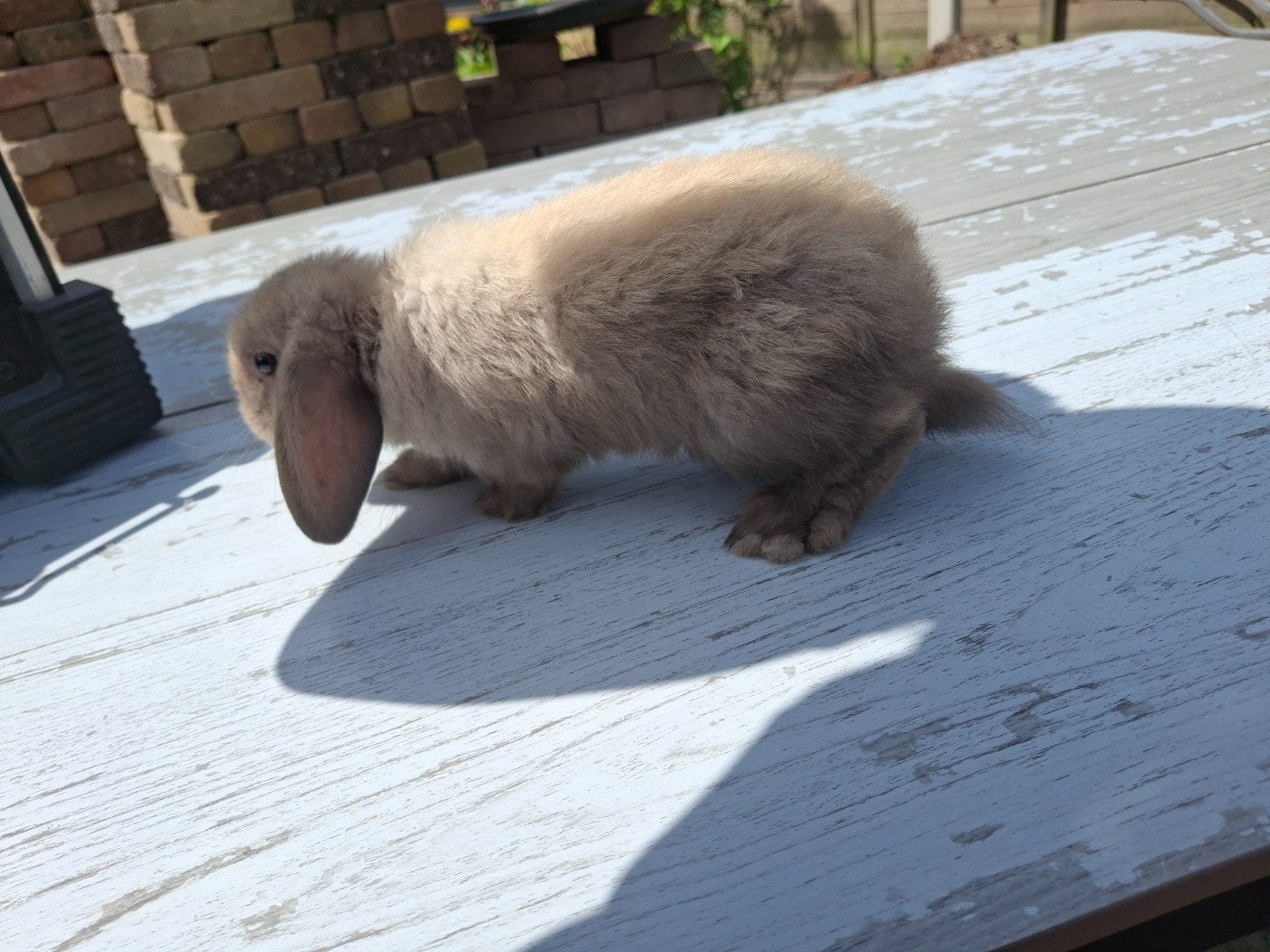 Baby dwerg hangoor konijntjes, Dieren en Toebehoren, Konijnen, Mannelijk, Dwerg, Hangoor, 0 tot 2 jaar