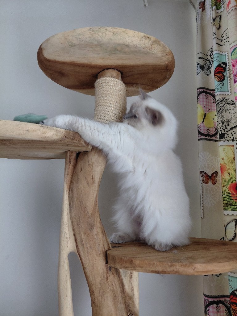 Prachtige ragdoll poes, Poes, Met stamboom, 6 jaar of ouder