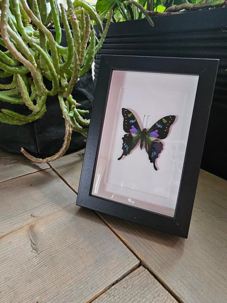 Mooie gekleurde vlinder in lijst - Graphium Weiskei , Ophalen of Verzenden, Zo goed als nieuw, Minder dan 50 cm, Minder dan 50 cm
