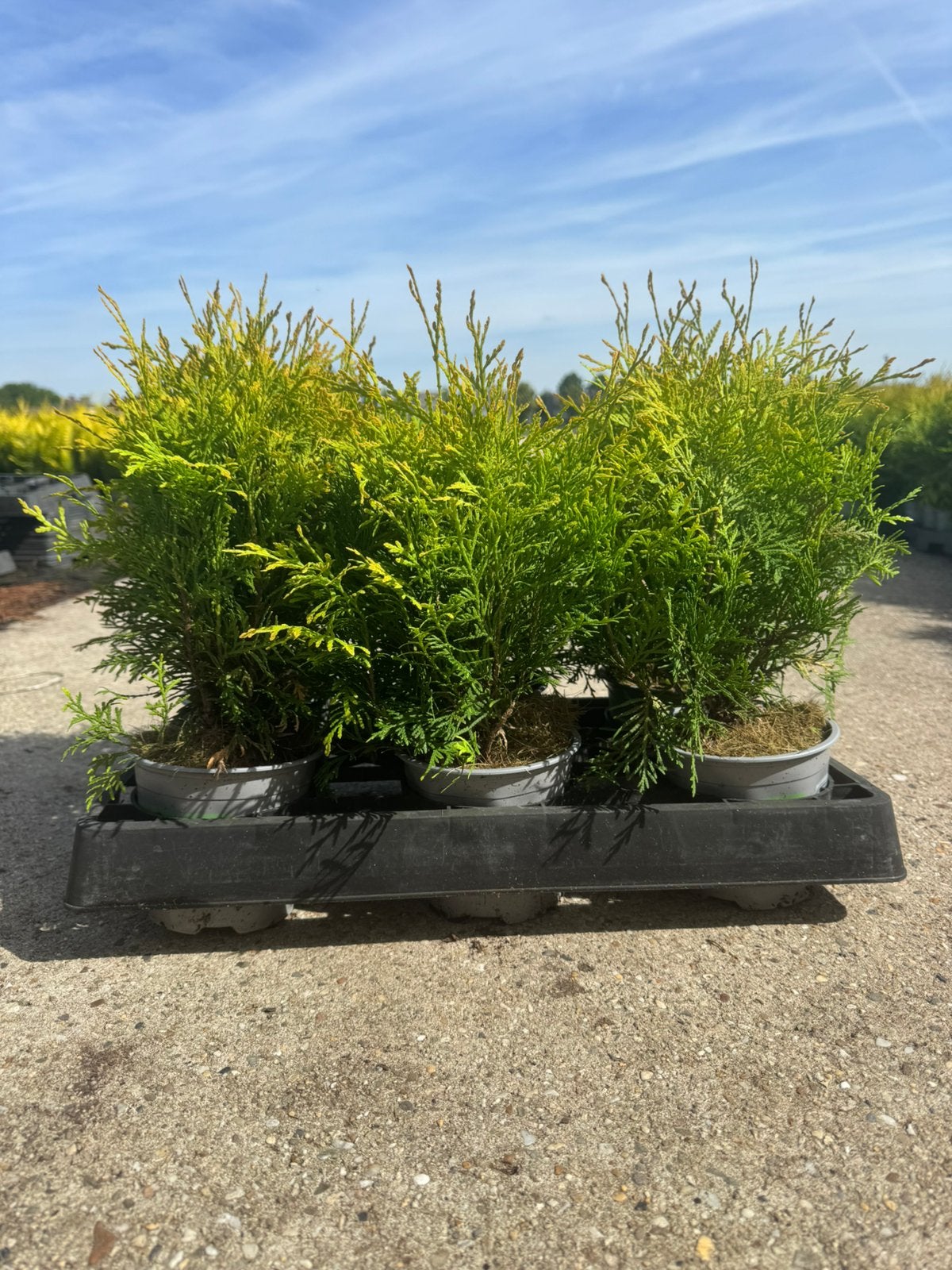 Thuja occ. ‘Golden Globe, Ophalen of Verzenden, Conifeer, Haag, Minder dan 100 cm