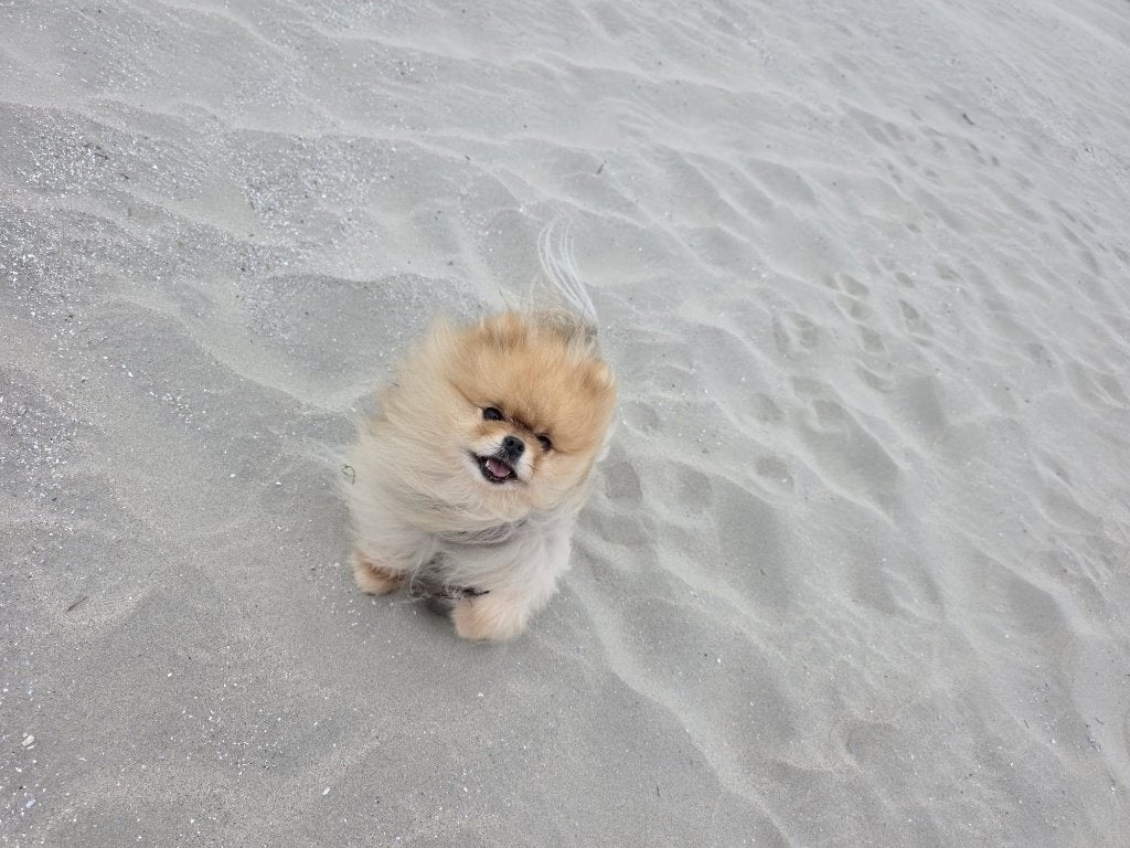 twee dwergkeesjes pomeriaan pomeranian, Particulier, Reu, Buitenland, Meerdere
