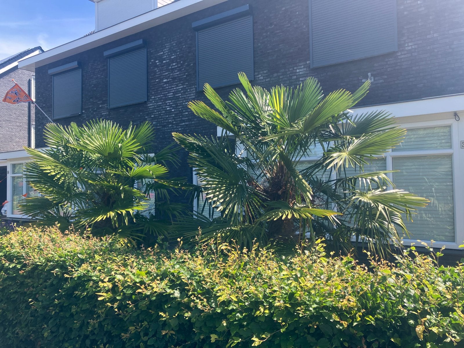 Winterharde Palmboom (Trachycarpus Fortunei), Tuin en Terras, Overige soorten, Volle zon, Vaste plant, Ophalen of Verzenden