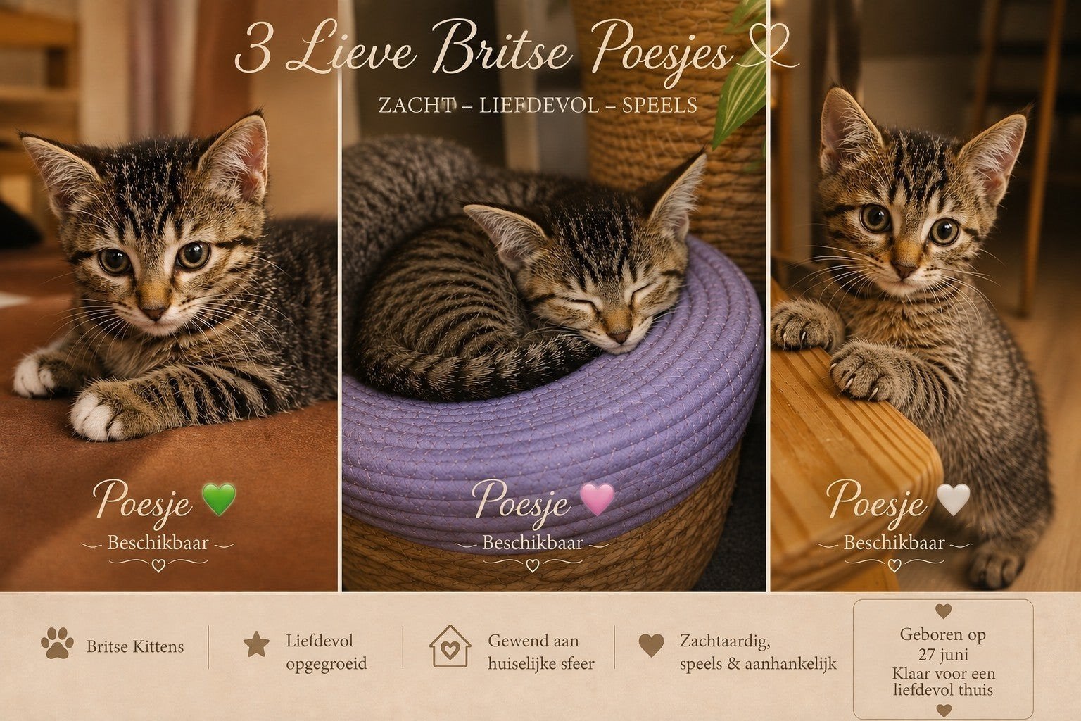 Britse korthaar, Poes, Kortharig, 0 tot 2 jaar