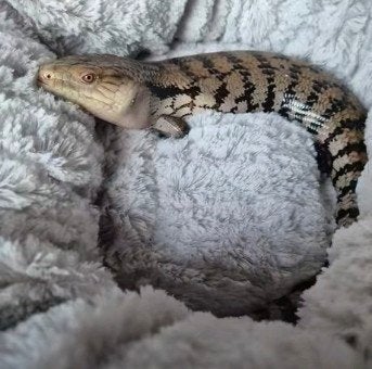 blauwtongskink Blue Tongue Skink photo 5