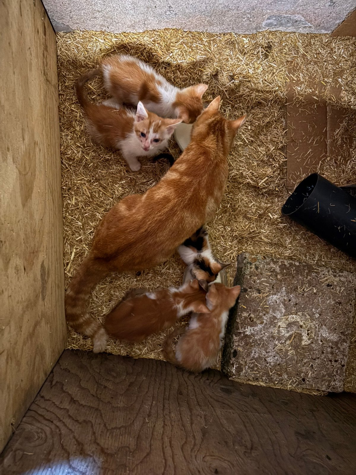 Boerderij Kittens, Meerdere dieren, 0 tot 2 jaar