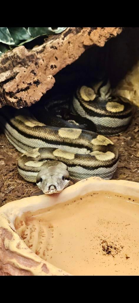 Boa Imperator (motley, het kahl albino) volwasse kweek vrouw Boa Constrictor - female for sale from Vynce