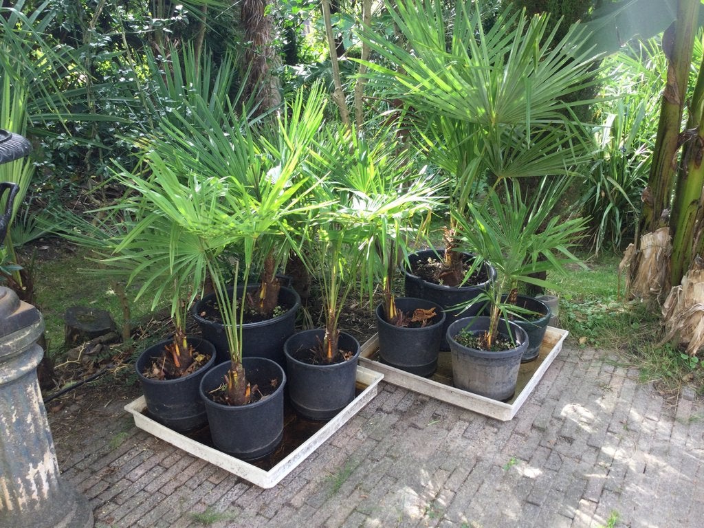 Winterharde palmboom - behoud het vakantiegevoel!, Volle zon, Ophalen of Verzenden, 100 tot 250 cm, Zomer