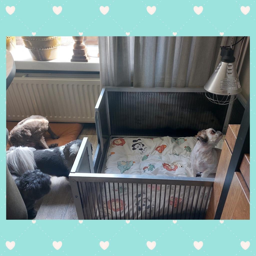Shih thu's pups, Overige rassen, Teef, Meerdere, Nederland