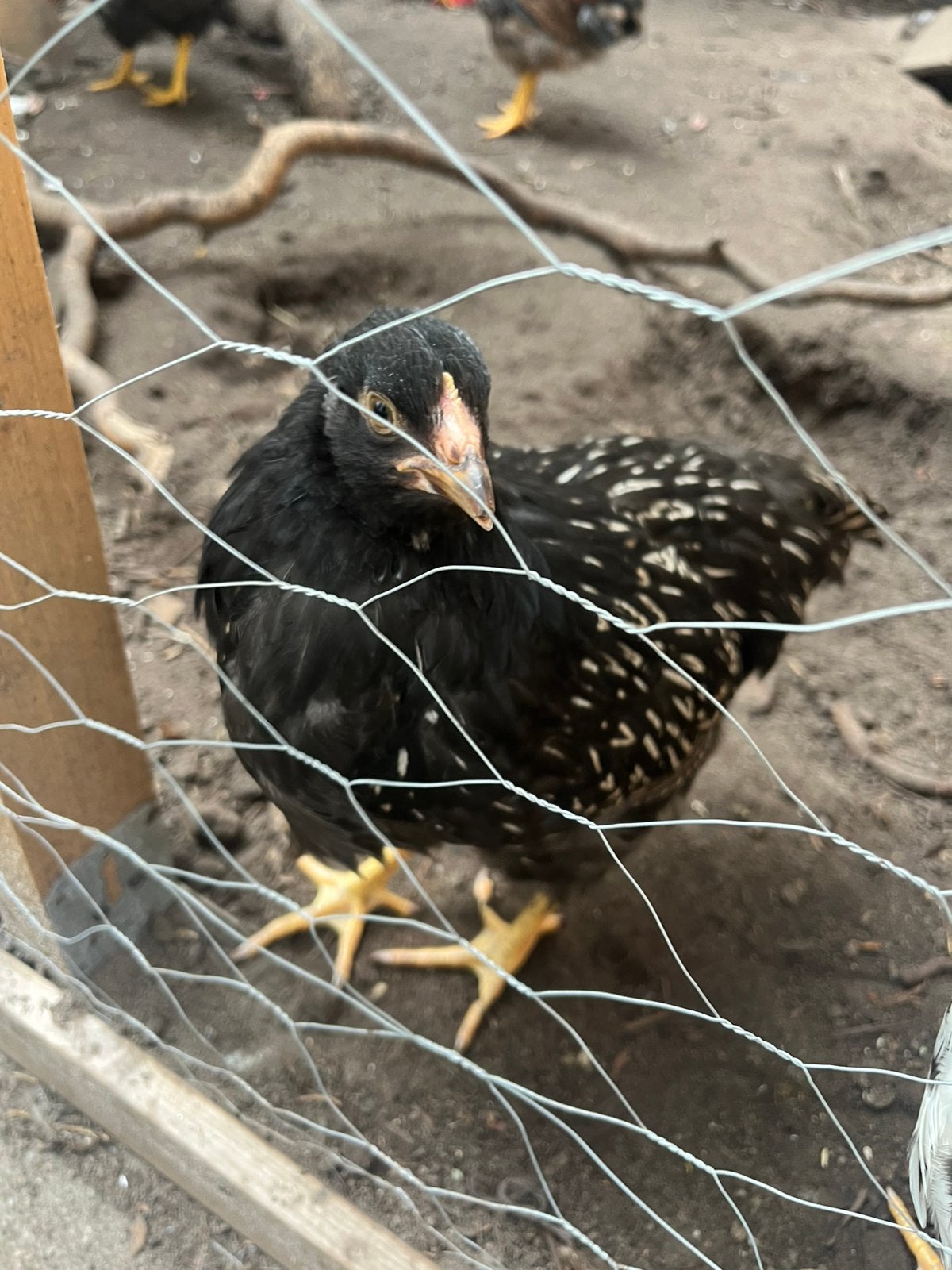 Barnevelder hen zilvergezoomd, Dieren en Toebehoren, Vrouwelijk, Kip