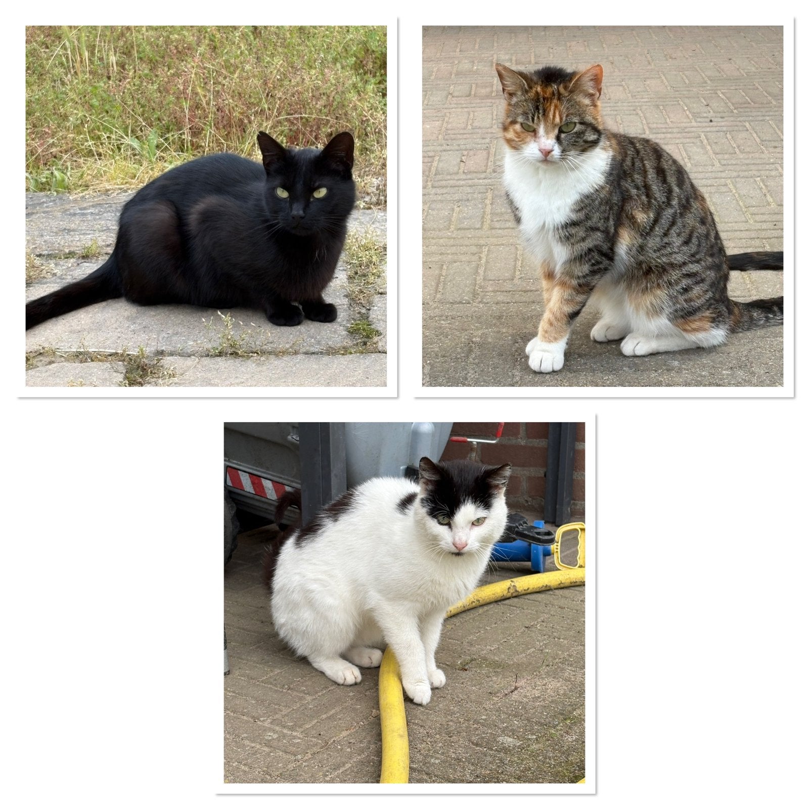 Buitenkatten 2 jaar oud, Meerdere dieren