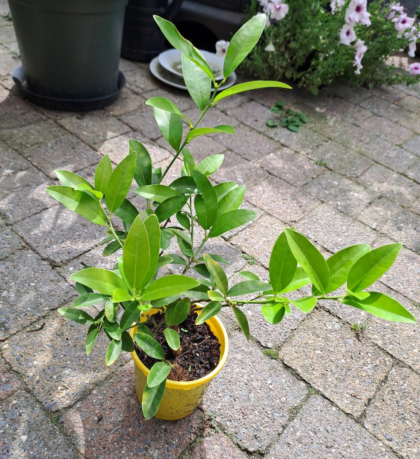 Limequat plantje - Citrusplant voor binnen en buiten, Ophalen, Volle zon, Vaste plant, Fruitplanten