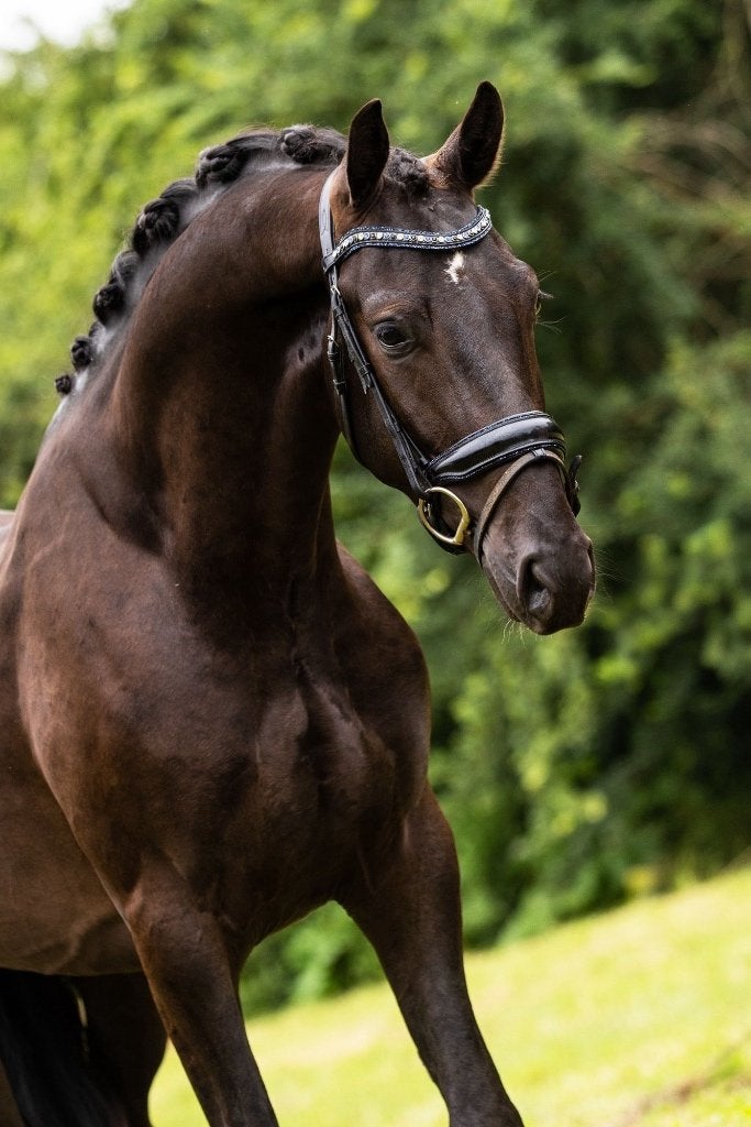 Veelbelovende 3 jarige ruin, Met stamboom, Ruin, Dressuurpaard, 3 tot 6 jaar