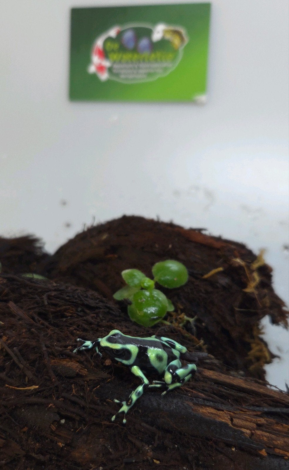 Gifkikker Dendrobates, Amfibie, 0 tot 2 jaar