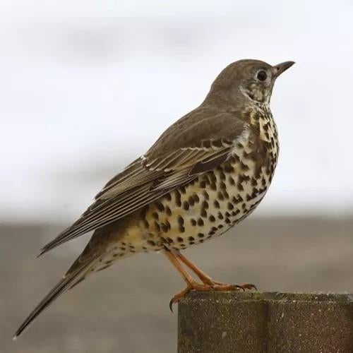 Mooi koppel zanglijster, Meerdere dieren