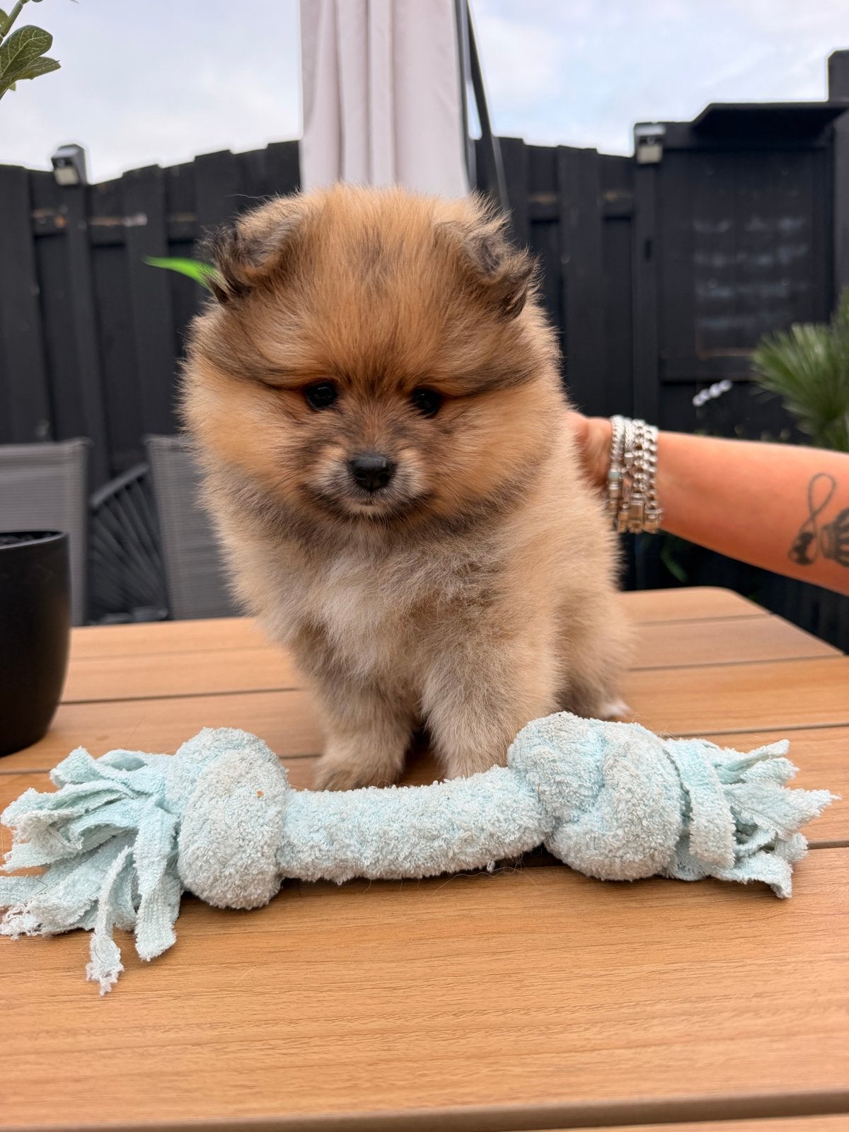 Pommeriaan Pup, Dieren en Toebehoren, Honden | Chihuahua's en Gezelschapshonden, 8 tot 15 weken, Eén hond, Nederland, Particulier