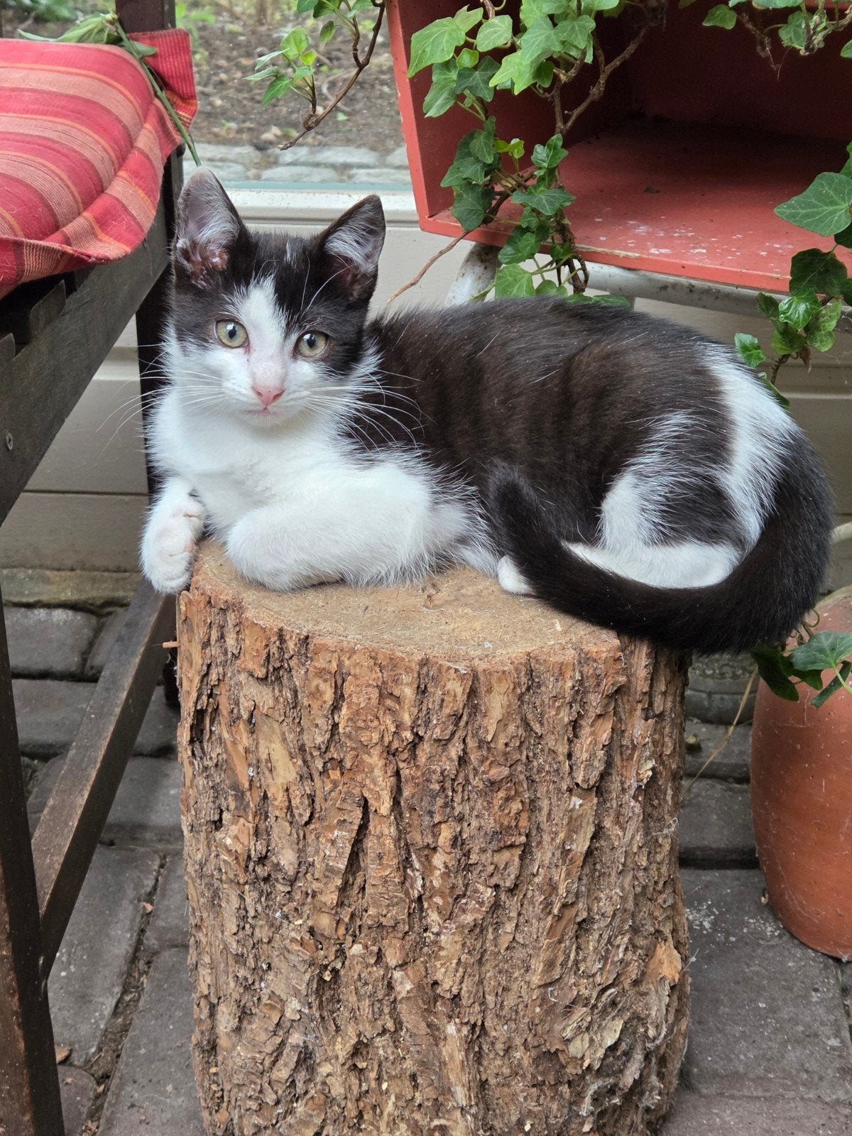 Lieve speelse zwart - witte kater kitten, Kater, Kortharig