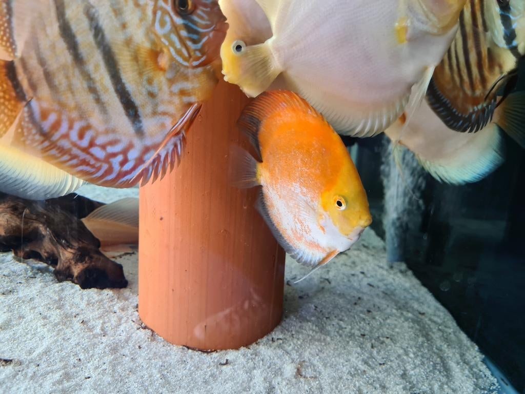 Calico Discus, Symphysodon Discus, Vis, Zoetwatervis