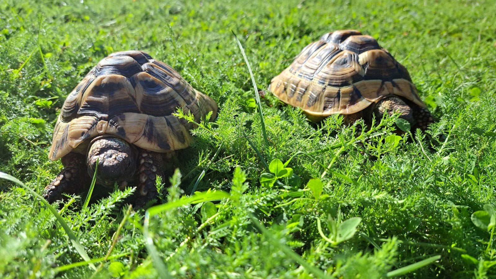 Testudo hermanni (Griekse landschildpadden) Tortoise photo 3