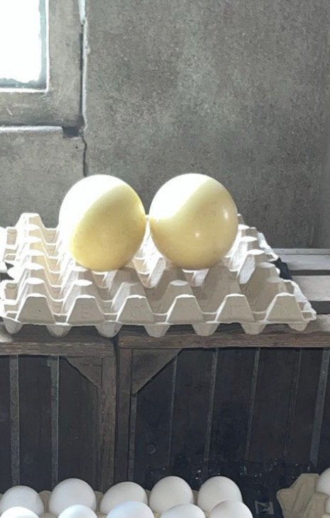 Nandoe eieren te koop, Ophalen