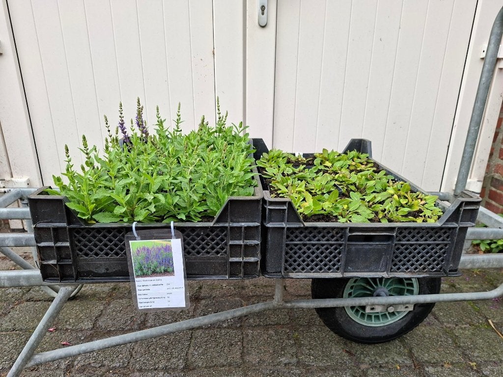 Mooie Salvia nemorosa (Salie/ bossalie) in pot!, Ophalen, Overige soorten, Volle zon