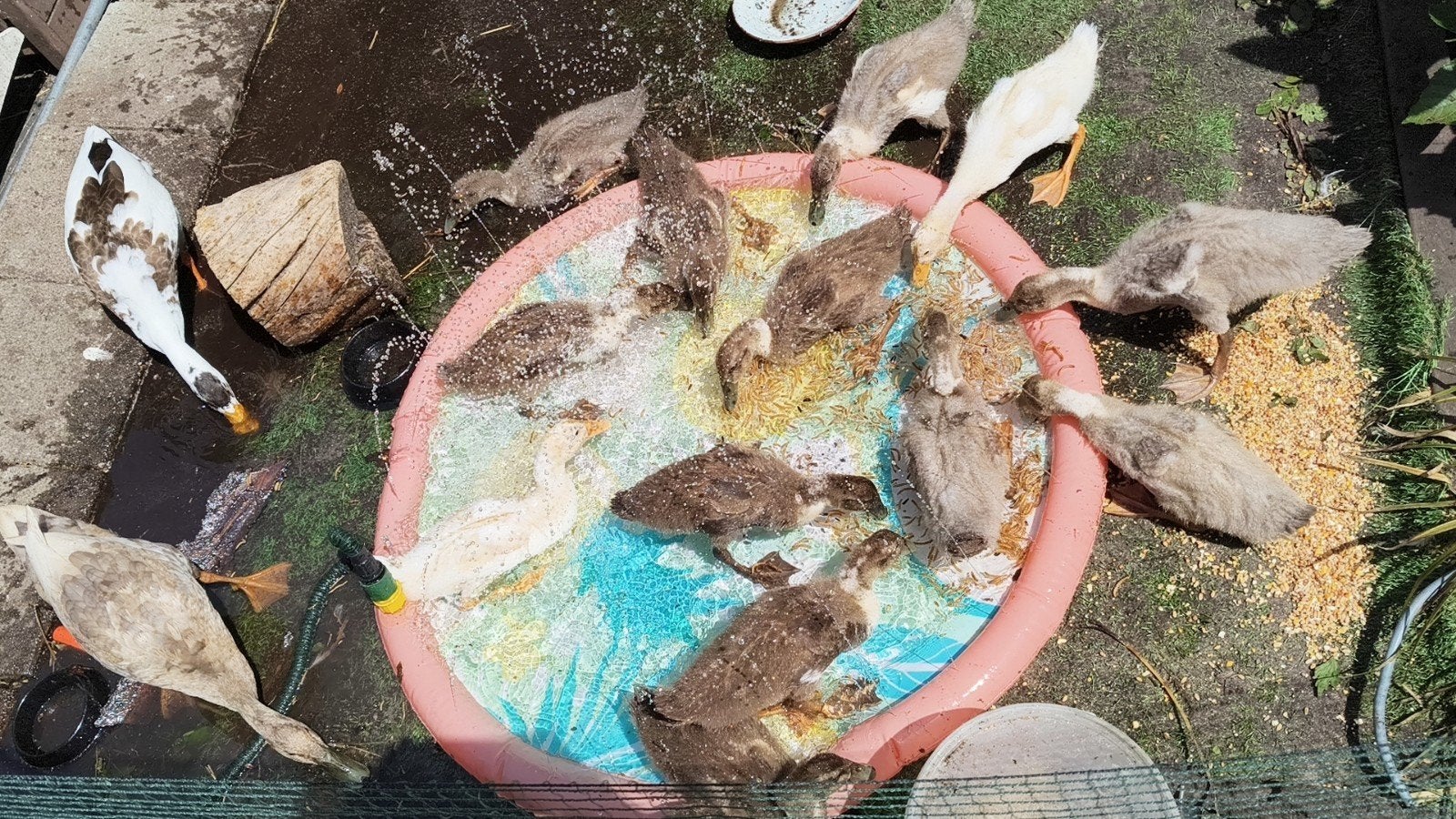 Indische loopeenden, Dieren en Toebehoren, Pluimvee