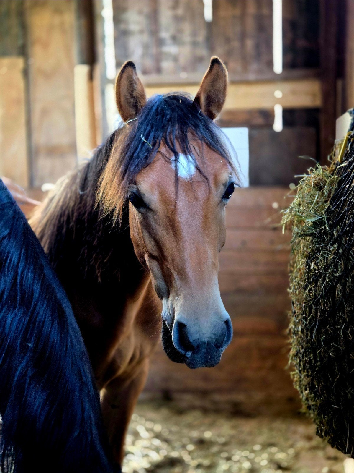 Haflo-arabier, Dieren en Toebehoren, Pony's, Ruin, Niet van toepassing, D pony (1.37m tot 1.48m), Recreatiepony, 0 tot 2 jaar