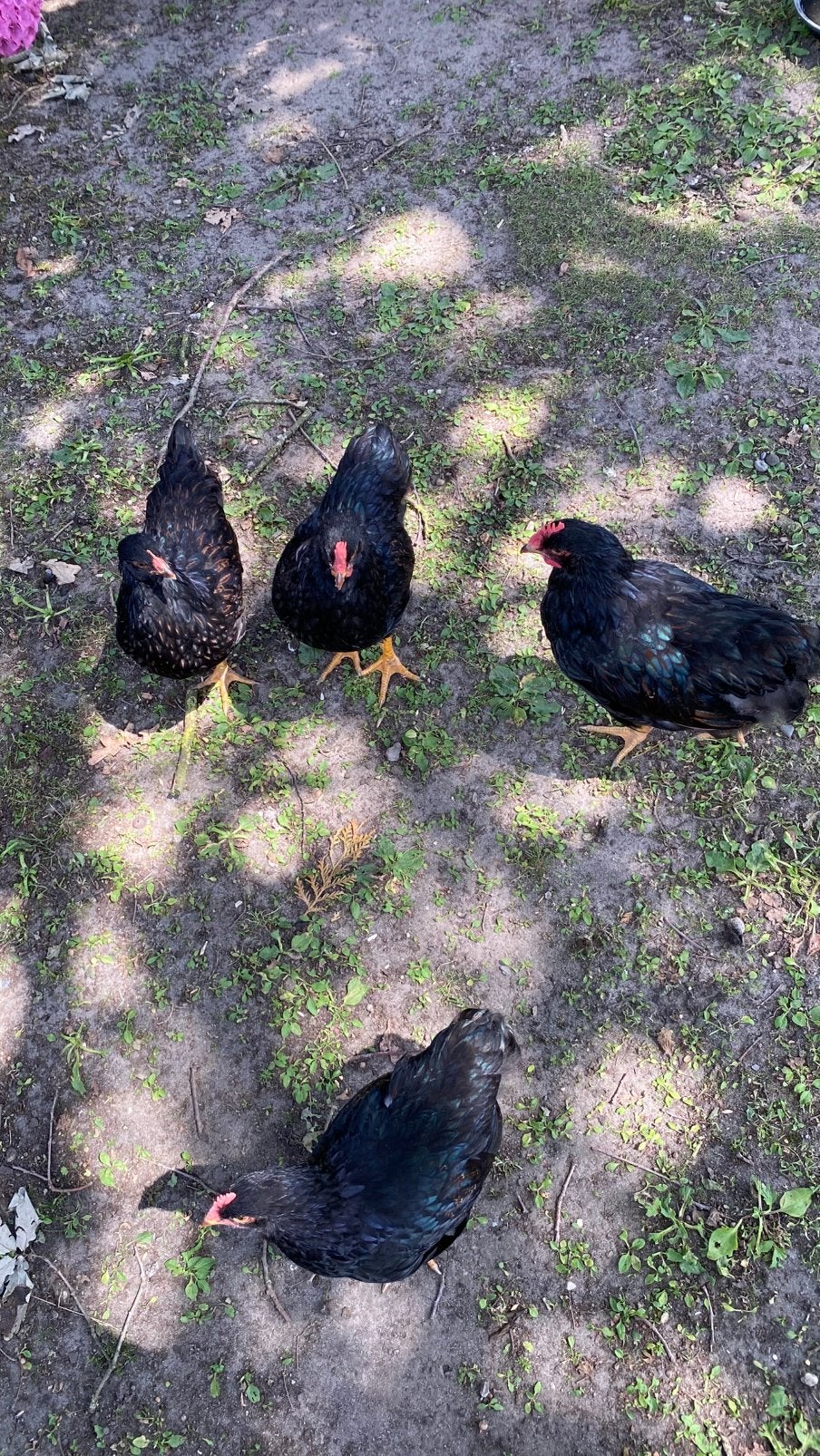 Dubbelgezoomde Barneveldse hanen, Dieren en Toebehoren, Pluimvee, Mannelijk, Kip