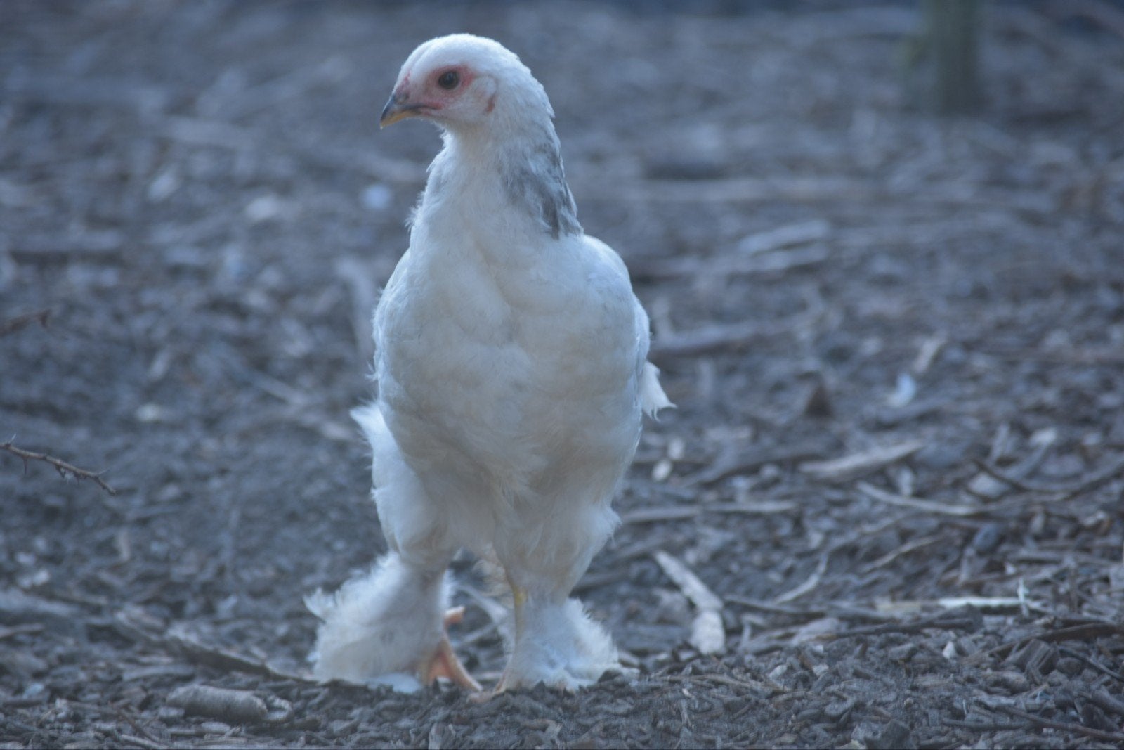 14 jonge brahma kippen te koop, Meerdere dieren, Kip