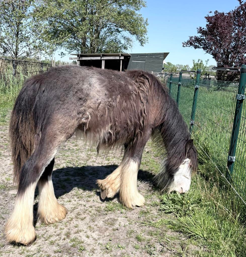 Tinker Irish Cob merrie’s en hengst, Dieren en Toebehoren, Pony's, Merrie, 0 tot 2 jaar