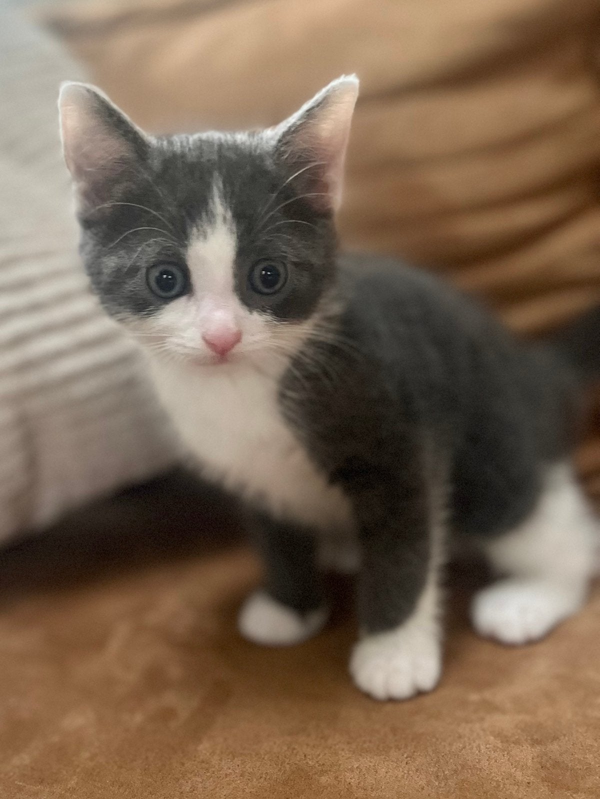 Lieve, sociale kittens (van 22 juni), Meerdere dieren