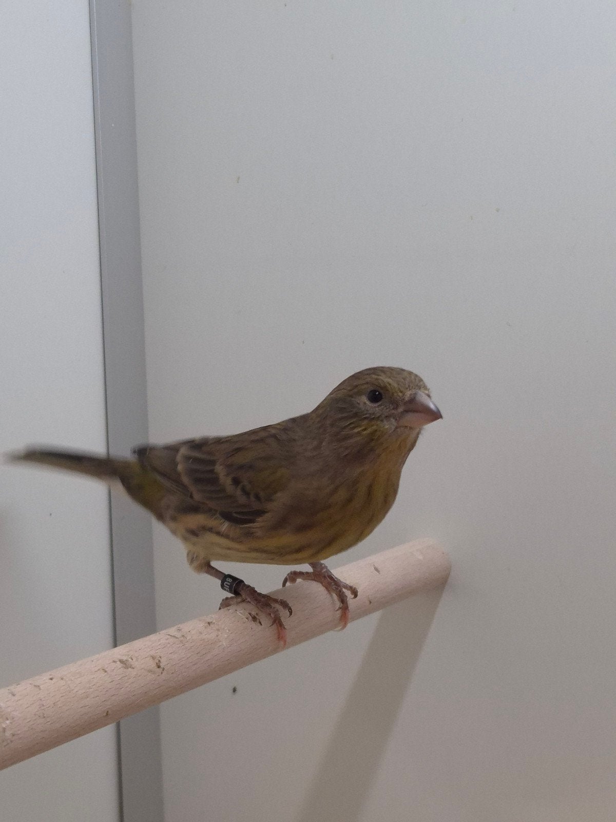 Bastaarden Mexicaanse roodmus, Dieren en Toebehoren, Geslacht onbekend, Tropenvogel, Geringd