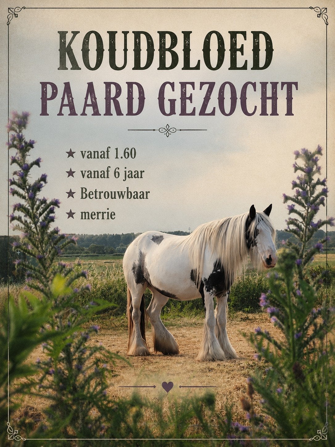 GEZOCHT:  Koudbloed, ROBUUST paard voor 5**huis!, Dieren en Toebehoren, Merrie, Met stamboom, 7 tot 10 jaar, 160 tot 165 cm